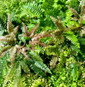 4" Fern Maidenhair Assortment